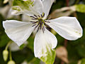 Clematis viticella Alba Luxurians IMG_4457 Powojnik